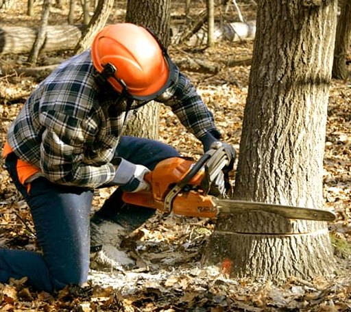 Tree Removal in Savoy, IL